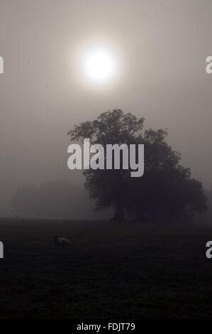 Misty view of a tree and sheep in the landscape at Crom, Co. Fermanagh, Northern Ireland. Stock Photo