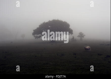 Misty view of a tree and sheep in the landscape at Crom, Co. Fermanagh, Northern Ireland. Stock Photo