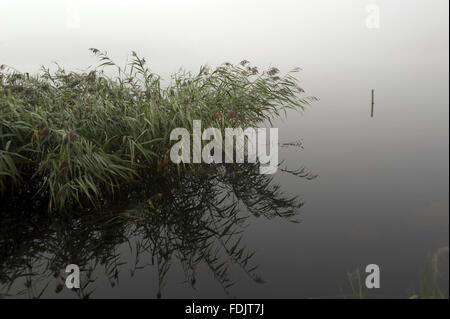 Misty view across vegetation on Lough Erne at Crom, Co. Fermanagh ...