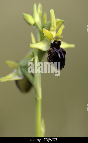 Early Spider-orchid (Ophrys spegodes, previously Ophrys aranifera) at Dancing Ledge, Dorset, in April. The Early Spider-orchid is one of the first orchids to flower in spring and grows on limestone grassland, especially close-grazed chalk. Stock Photo