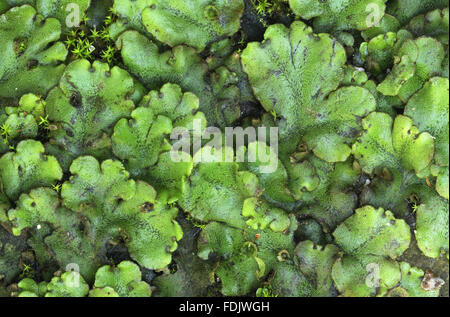 Liverwort, possibly (Pellia epiphylla), growing between paving at Coleton Fishacre, South Devon, UK. Stock Photo