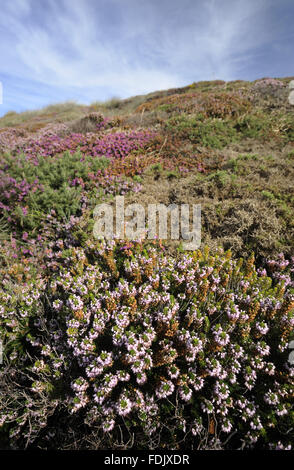 Maritime heather (Erica vagans), in flower in August, Kynance Cove, The ...