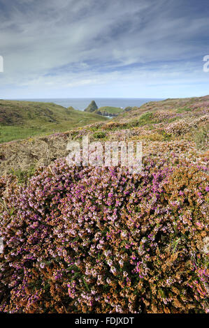 Maritime heather (Erica vagans), in flower in August, Kynance Cove, The ...