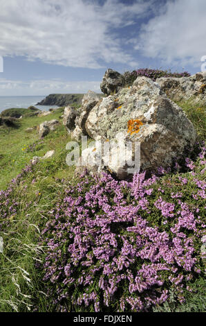 Maritime heather (Erica vagans), in flower in August, Kynance Cove, The ...