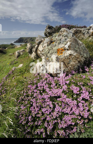 Maritime heather (Erica vagans), in flower in August, Kynance Cove, The ...