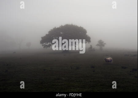 A lone sheep in the misty landscape at Crom, Co. Fermanagh, Northern Ireland. Stock Photo