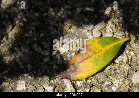 Signs of the fungal disease, Phytophthora ramorum - also known as Sudden Oak Death on rhododendron at Trengwainton Garden, near Penzance, Cornwall. The fungus was believed to have been brought over from America and because of our now warmer climate; it is Stock Photo