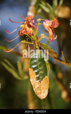 Signs of the fungal disease, Phytophthora ramorum - also known as Sudden Oak Death on rhododendron at Trengwainton Garden, Cornwall. The fungus was believed to have been brought over from America and because of our now warmer climate, it is thriving in th Stock Photo