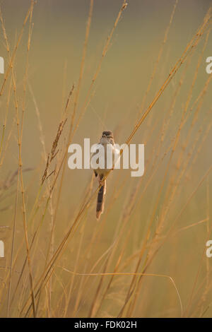 White-browed wren-warbler or Plain Prinia (Prinia inornata) roosting on a blade of tall grass in Ranthambhore national park of I Stock Photo