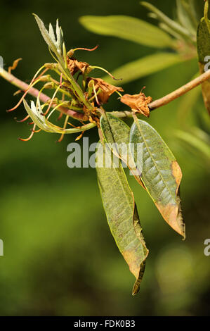 Signs of the fungal disease, Phytophthora ramorum - also known as Sudden Oak Death ¿ on rhododendron at Trengwainton Garden, Cornwall. The fungus was believed to have been brought over from America and because of our now warmer climate, it is thriving in Stock Photo