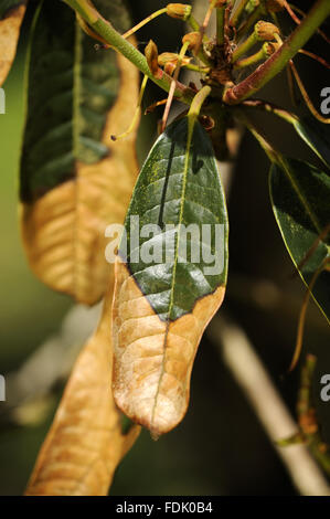 Signs of the fungal disease, Phytophthora ramorum - also known as Sudden Oak Death ¿ on rhododendron at Trengwainton Garden, Cornwall. The fungus was believed to have been brought over from America and because of our now warmer climate, it is thriving in Stock Photo