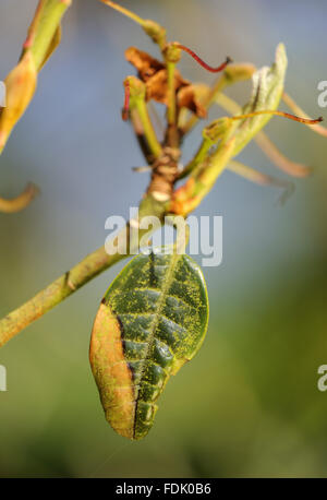 Signs of the fungal disease, Phytophthora ramorum - also known as Sudden Oak Death on rhododendron at Trengwainton Garden, Cornwall. The fungus was believed to have been brought over from America and because of our now warmer climate, it is thriving in th Stock Photo