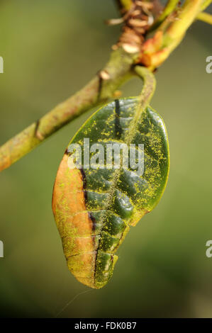 Signs of the fungal disease, Phytophthora ramorum - also known as Sudden Oak Death on rhododendron at Trengwainton Garden, Cornwall. The fungus was believed to have been brought over from America and because of our now warmer climate, it is thriving in th Stock Photo