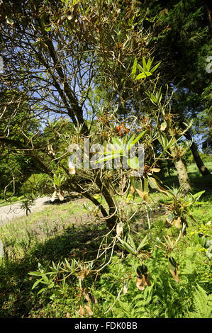 Signs of the fungal disease, Phytophthora ramorum - also known as Sudden Oak Death on rhododendron at Trengwainton Garden, Cornwall. The fungus was believed to have been brought over from America and because of our now warmer climate, it is thriving in th Stock Photo