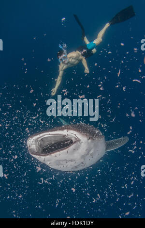 Man swimming with whale shark, Cenderawasih Bay, Papua, Indonesia Stock Photo