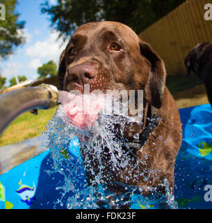 Labrador retriever Dog drinking water from water hose Stock Photo