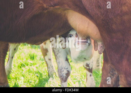 Calf drinking milk from it's mother's udder Stock Photo