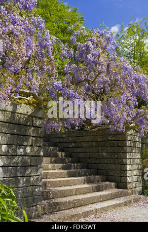 Wisteria growing over a stone retaining wall at the steps leading to the second terrace in the garden at Castle Drogo, Devon. Stock Photo