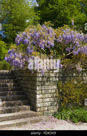 Wisteria growing over a stone retaining wall at the steps leading to the second terrace in the garden at Castle Drogo, Devon. Stock Photo