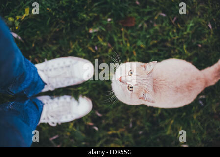 Cat looking up at man Stock Photo