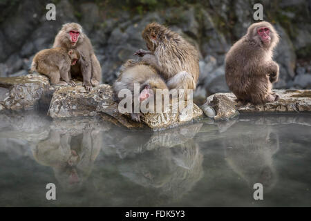 Group of snow monkeys sitting by hot spring, Nagano, Honshu, Japan Stock Photo