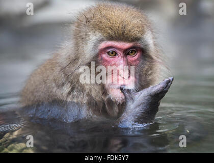 snow monkey bathing and looking at hand  in hot spring, Nagano, Honshu, Japan Stock Photo