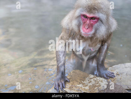 Snow monkey getting out of hot spring, Nagano, Honshu, Japan Stock Photo