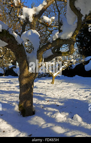 The Orchard at Hardwick Hall, Derbyshire, in the snow. Stock Photo