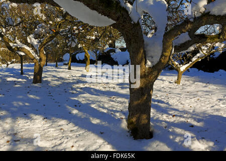 The Orchard at Hardwick Hall, Derbyshire, in the snow. Stock Photo