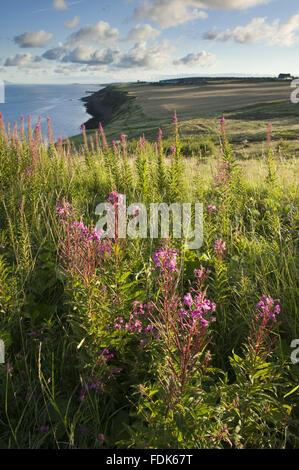 Rosebay willowherb on the Whitehaven Coast, Cumbria. The National Trust is now managing the first section of this area on the west coast of Cumbria, from Whitehaven Harbour to the Haig Mining Museum. Stock Photo