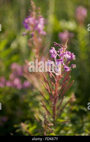 Close view of Rosebay willowherb on the Whitehaven Coast, Cumbria. The National Trust is now managing the first section of this area on the west coast of Cumbria, from Whitehaven Harbour to the Haig Mining Museum. Stock Photo