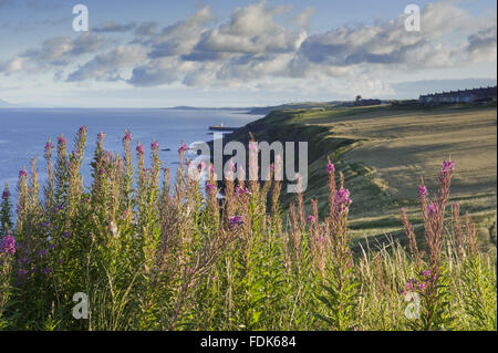 Rosebay willowherb on the Whitehaven Coast, Cumbria. The National Trust is now managing the first section of this area on the west coast of Cumbria, from Whitehaven Harbour to the Haig Mining Museum. Stock Photo