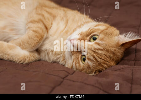 Big ginger cat lazily lies on the bed Stock Photo