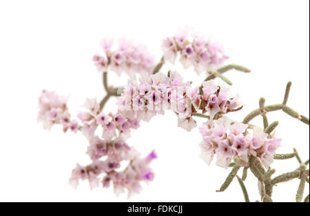 small dry papery flowers of Limonium papillatum isolated on white Stock Photo