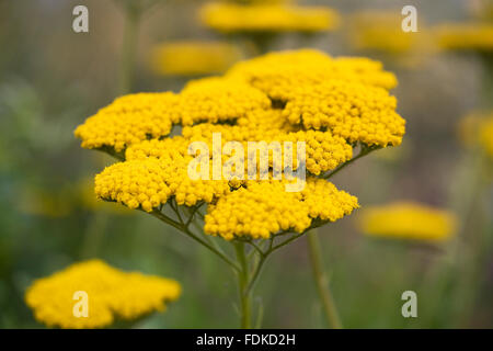 Achillea filipendulina 'Coronation Gold' flowers. Stock Photo