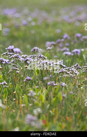 Sea-lavender (Limonium) at Brancaster, Norfolk. Stock Photo