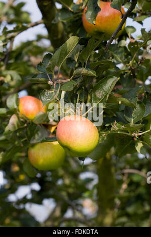 Malus domestica. Apples on a tree in an English orchard. Stock Photo