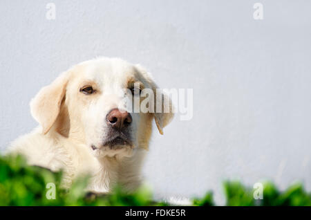 Labrador Retriever lying against white wall and looking down at camera Stock Photo