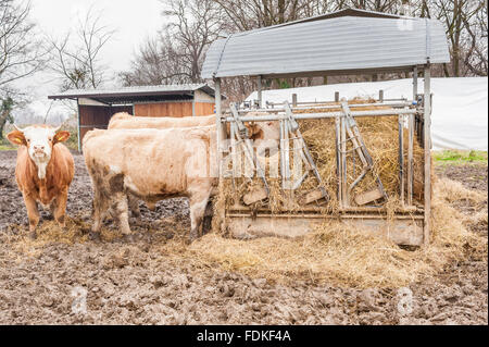 Dairy cows eating forages in a Dairy farm Stock Photo - Alamy