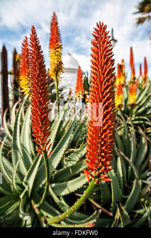 Aloe vera in bloom, Puerto de la Cruz, Tenerife Stock ...
