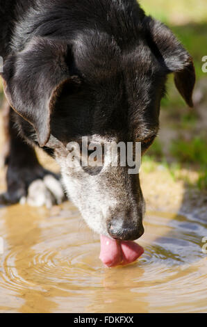 Close up of an old dog drinking water out of a puddle Stock Photo