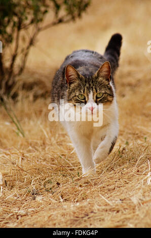 Cat walking towards camera on mowed meadow
