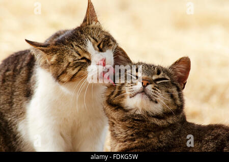 Cat grooming another cat Stock Photo