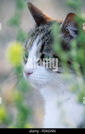 Portrait of a cat sitting between flowers in the garden Stock Photo