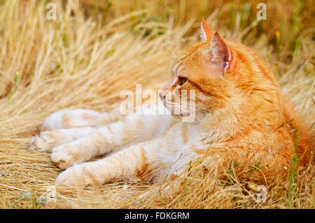 Ginger cat lying in meadow Stock Photo