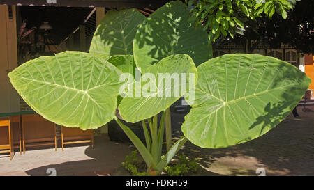 Talas padang (Colocasia gigantea) Stock Photo