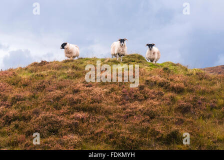 Three Scottish Black Faced/Blackface Sheep, Ovis aries ewes stood on the brow of a hill. Stock Photo