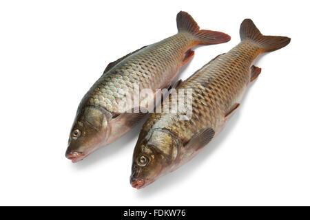 Two fresh whole carp fishes at white background Stock Photo