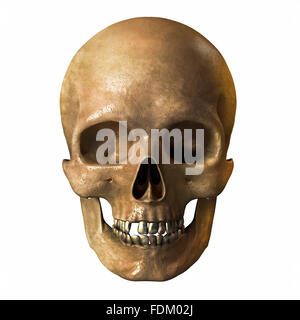 Human skull on a white background Stock Photo