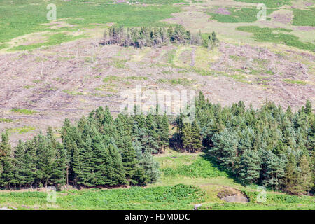 Woodland clearance. View of the land remaining after clearing trees on Hathersage Moor, Yorkshire, England, UK Stock Photo